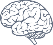 image of a brain